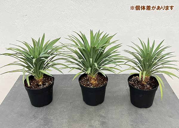 園芸ネット本店｜ユッカ：デスメティアーナ5号鉢植え の通販【公式】