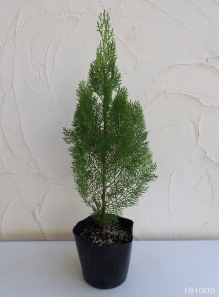 園芸ネット本店｜コニファー（立ち性）：エレガンティシマ5号ポット の