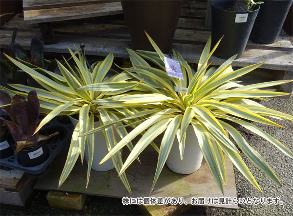 園芸ネット本店｜ユッカ：グロリオサ バリエゲイテッド ブライトスター