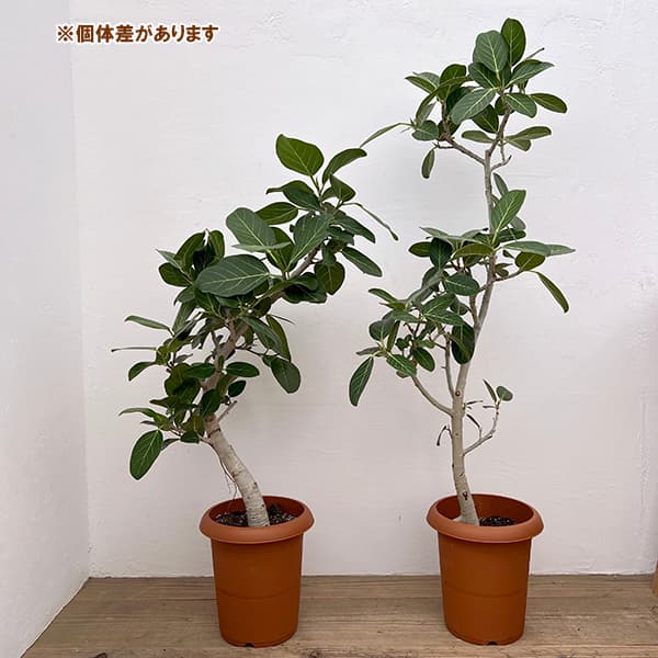 園芸ネット本店｜フィカス：ベンガレンシス 8号鉢植え** の通販【公式】