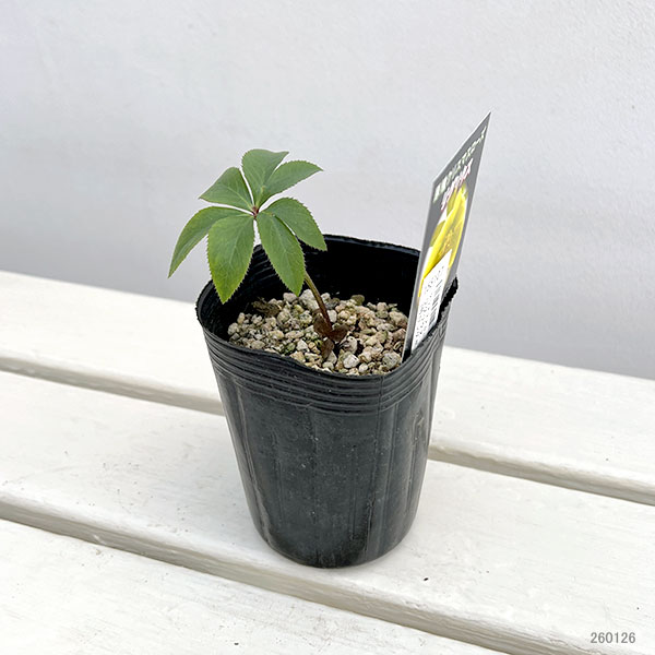 園芸ネット本店｜クリスマスローズ（原種）：リグリクス3号ロング