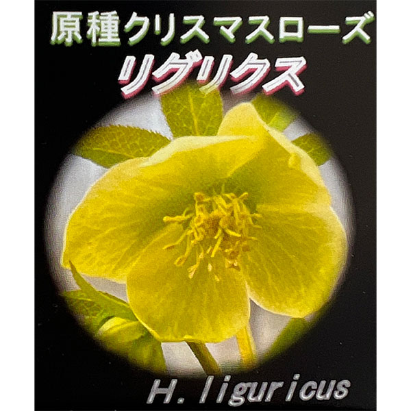 園芸ネット本店｜クリスマスローズ（原種）：リグリクス3号ロング