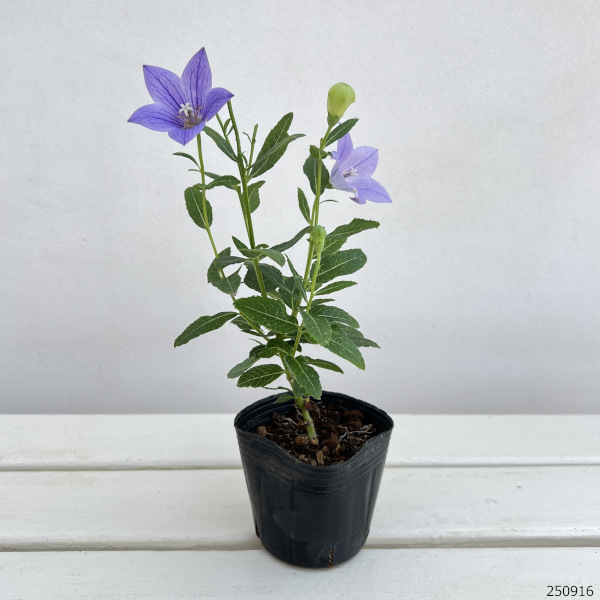 園芸ネット本店｜おもてなしキキョウ(桔梗）：一重系パープル3号ポット