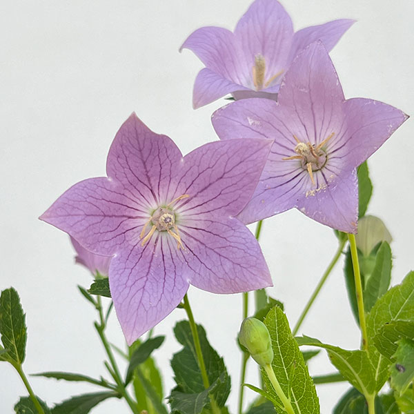 園芸ネット本店｜おもてなしキキョウ(桔梗）：一重系あずき3号ポット