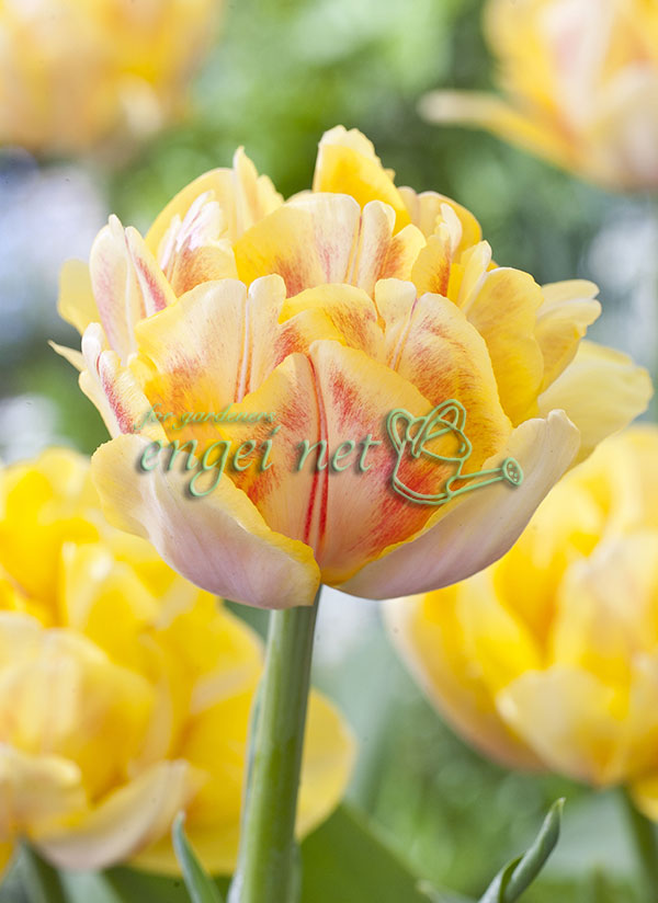 園芸ネット本店｜チューリップ（八重咲き）：フォクシーフォックス