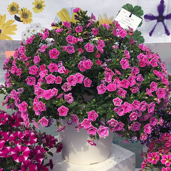 園芸ネット本店｜カリブラコア：スーパーベル ダブルピンクリップル4号