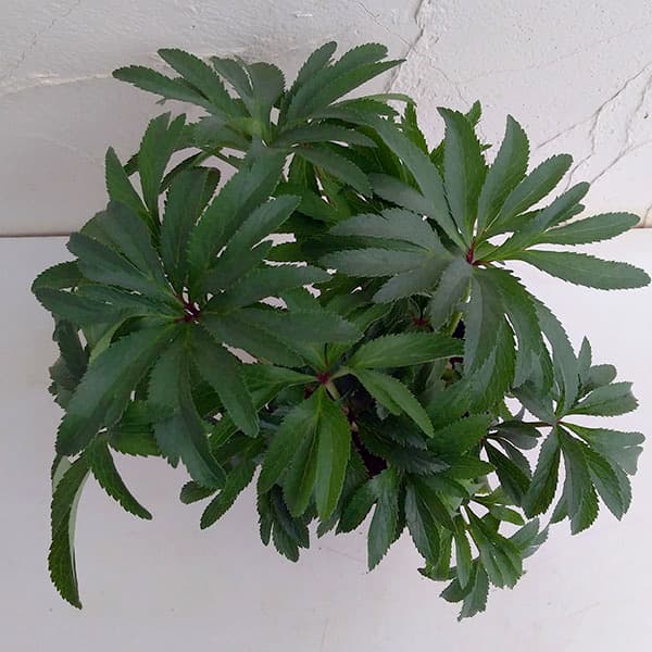 園芸ネット本店｜クリスマスローズ（原種系）：ボッコネイ4号ポット の