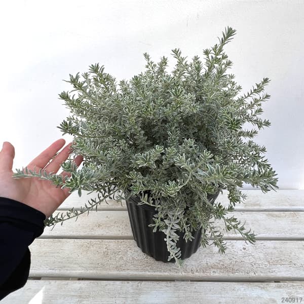 園芸ネット本店｜ウエストリンギア：スモーキーホワイト7号ポット の