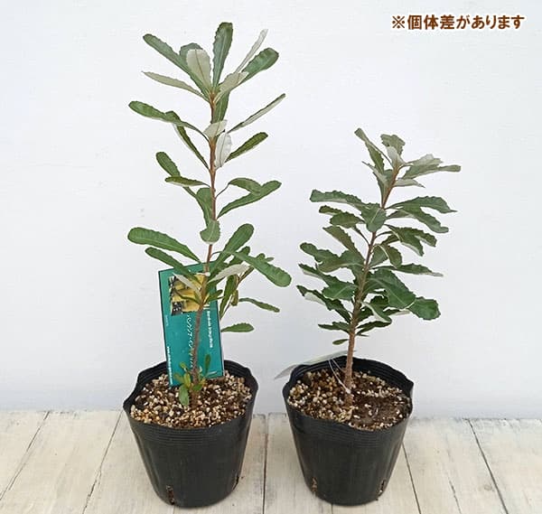 園芸ネット本店｜バンクシア：コーストバンクシア5号鉢植え の通販【公式】