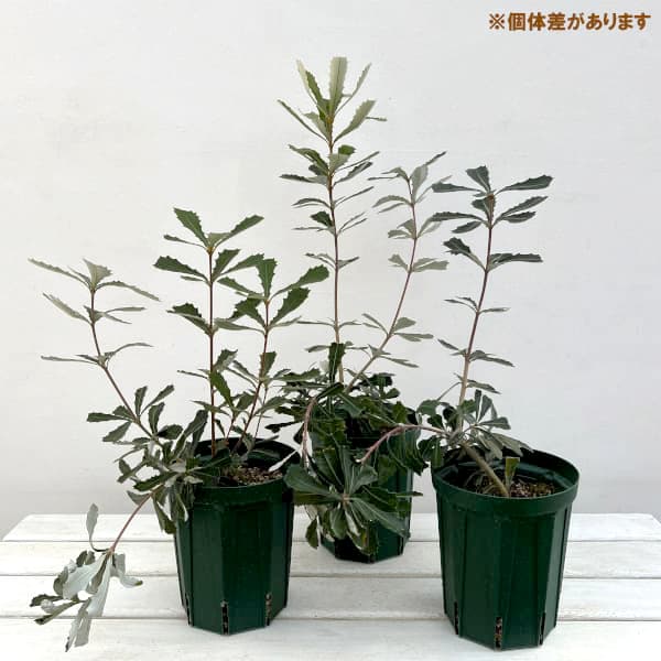 園芸ネット本店｜バンクシア：コーストバンクシア5号鉢植え の通販【公式】