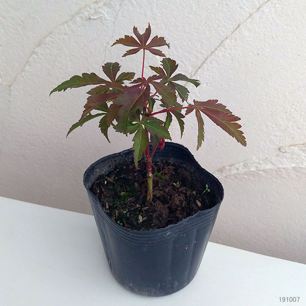 園芸ネット本店｜モミジ：京の舞3号ポット の通販【公式】