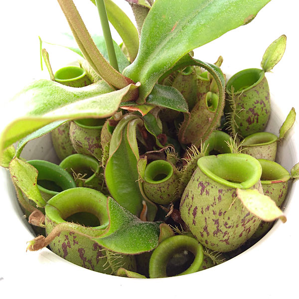 園芸ネット本店｜食虫植物ネペンテス：アンプラリア5号鉢植え の通販