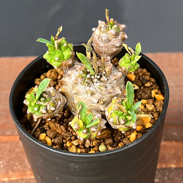 園芸ネット本店｜ユーフォルビア：峨眉山（ガビザン）2.5号鉢植え の