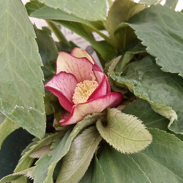 園芸ネット本店｜クリスマスローズ：*プチドール彩（あや）5号鉢（開花