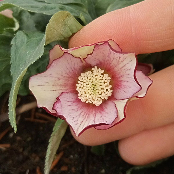 園芸ネット本店｜クリスマスローズ：*プチドール彩（あや）5号鉢（開花