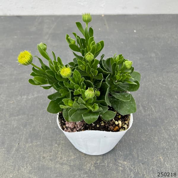 園芸ネット本店｜オステオスペルマム（八重）：ダリーナダブル