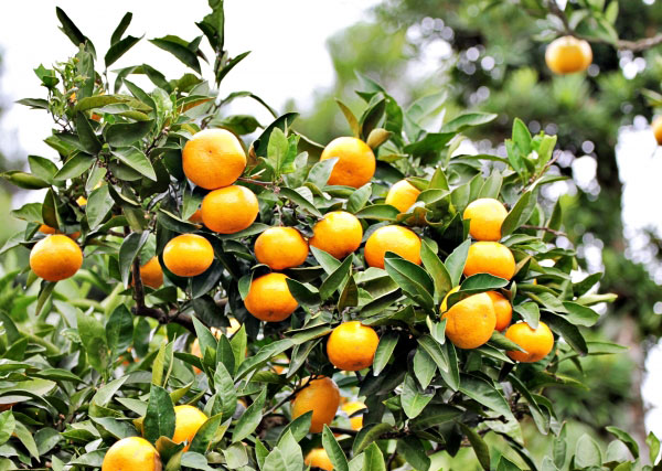 園芸ネット本店｜ミカン：温州みかん たぐちわせ（田口早生）4.5号