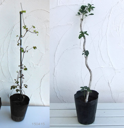 園芸ネット本店｜アケビ：三つ葉（ミツバ）アケビ4～5号ポット＊＊ の