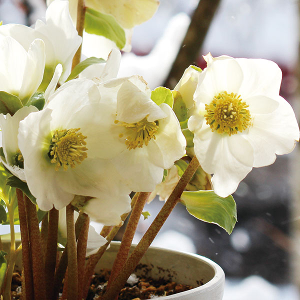 園芸ネット本店｜クリスマスローズ（原種系）：早咲きニゲル3号ポット