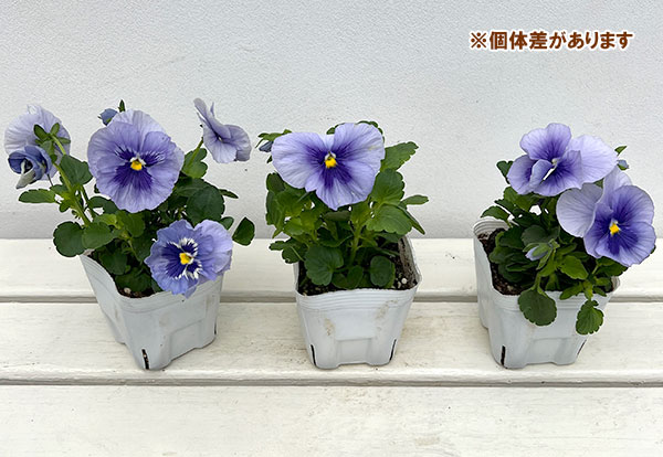 園芸ネット本店｜パンジー：インスパイアプラス メタリックブルー