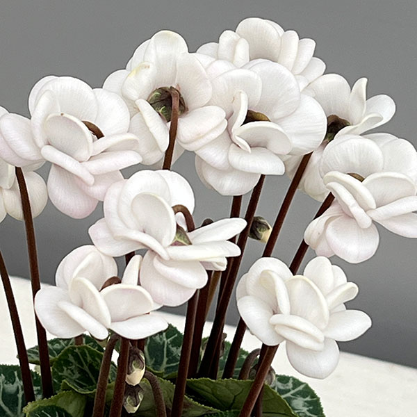 園芸ネット本店｜シクラメン：フェアリーピコ・ポーラー3号ロング