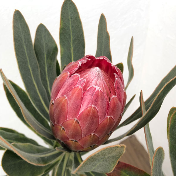 園芸ネット本店｜プロテア：スペシャルピンクアイス 6号鉢植え** の