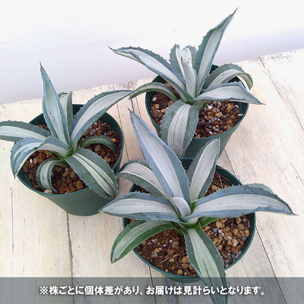 園芸ネット本店｜アガベ：アメリカーナ メディオピクタ(華厳) 3.5号