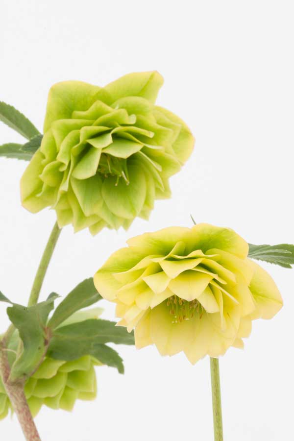 園芸ネット本店｜松村ナーセリーさんのクリスマスローズ：ダブル