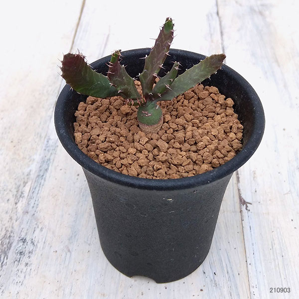 園芸ネット本店｜ユーフォルビア：飛竜2.5号鉢植え の通販【公式】