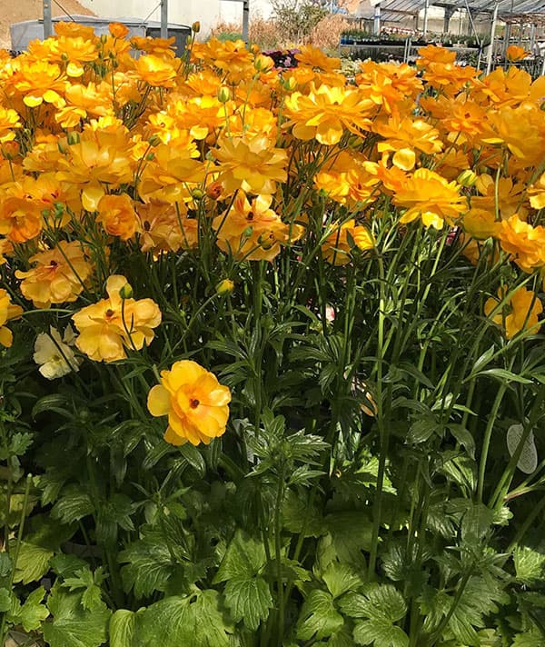 園芸ネット本店｜ラナンキュラス：ラックス ミネルバ3.5-4号ポット の