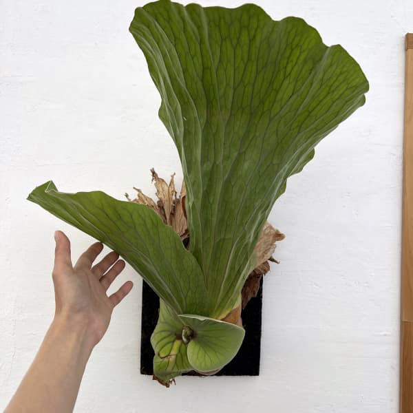 園芸ネット本店｜ビカクシダ（コウモリラン）：エレファントティス／本