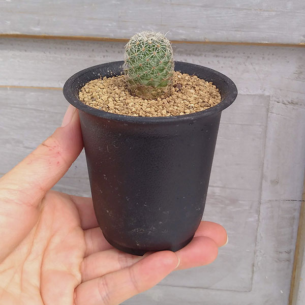 園芸ネット本店｜サボテン：ツルビニカルプス ネリサエ（サウエリ亜種