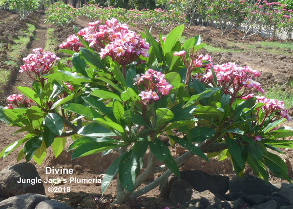 園芸ネット本店｜プルメリア：ディバイン（Divine）5号鉢植え の通販