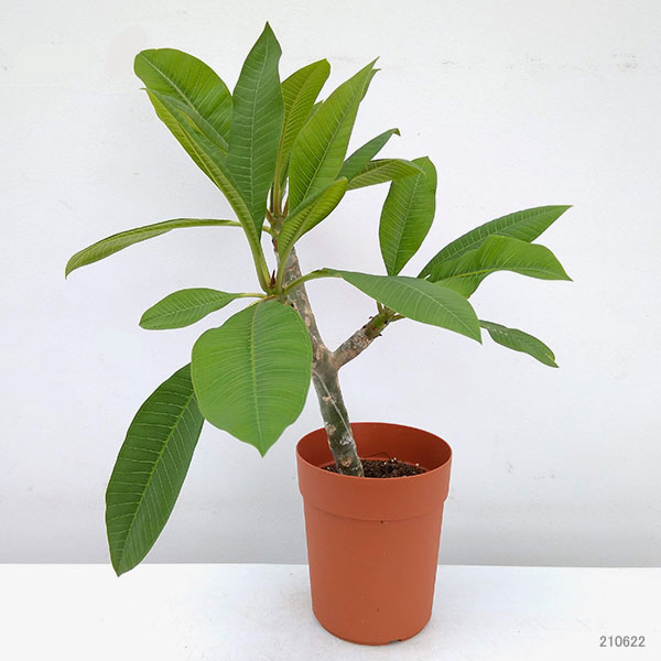 園芸ネット本店｜プルメリア：ディバイン（Divine）5号鉢植え の通販