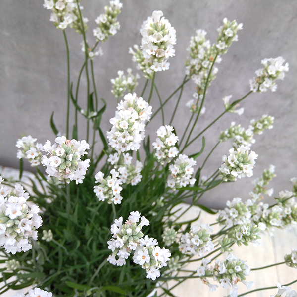 園芸ネット本店｜[26年4月下旬予約]ラベンダー：アロマンスホワイト5号