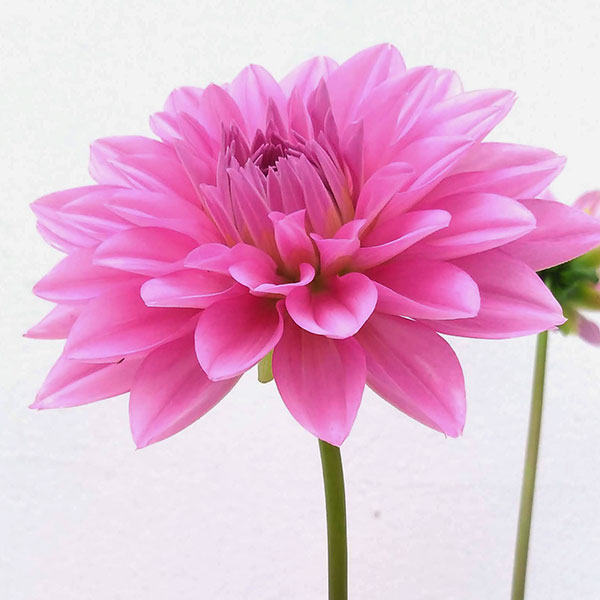 園芸ネット本店｜ダリア：ダリーニャマキシ メンドーサ(ピンク）4号鉢