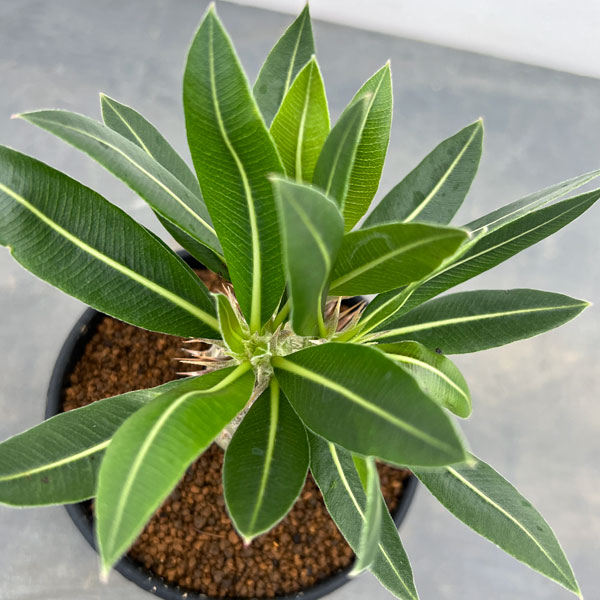 園芸ネット本店｜パキポディウム：デンシフローラム（実生株） 3号 の