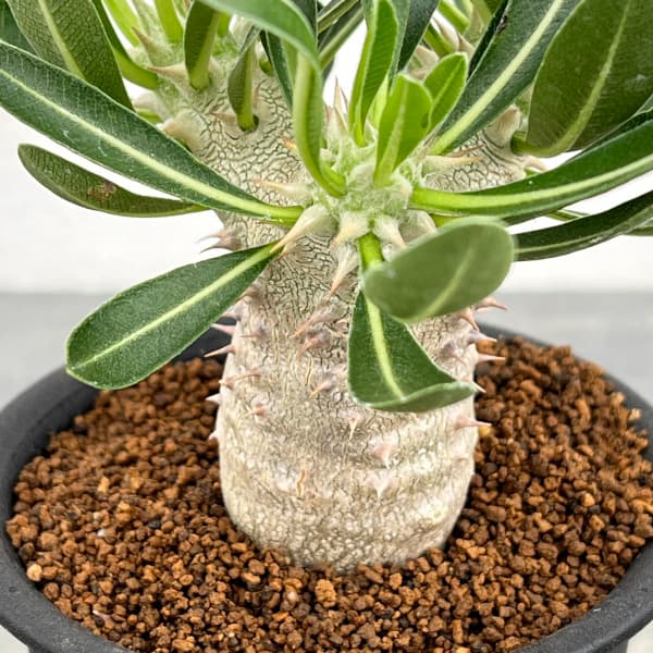 園芸ネット本店｜パキポディウム：伊藤ハイブリッド（実生株） 3号