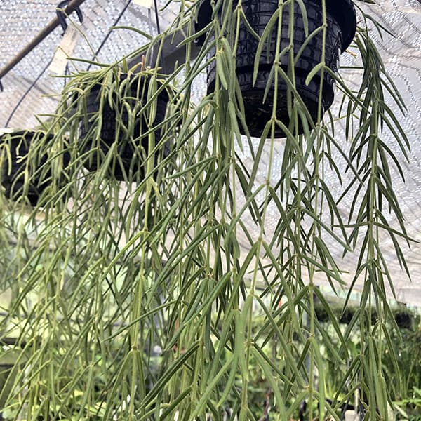 園芸ネット本店｜[26年4月下旬予約]ホヤ：リネアリス 4号吊り鉢 の通販