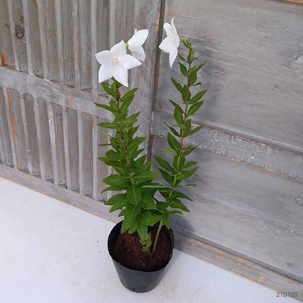 園芸ネット本店｜おもてなしキキョウ(桔梗）：一重系絞り紫4号ポット