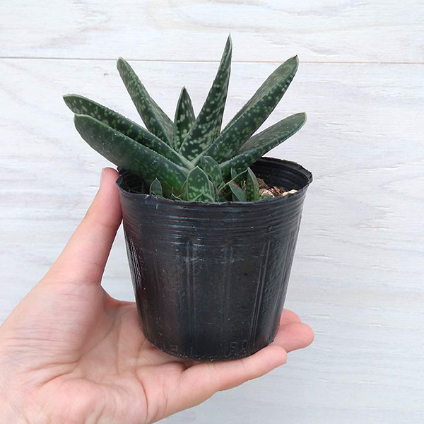 園芸ネット本店｜ガステリア 3号 3株セット の通販【公式】