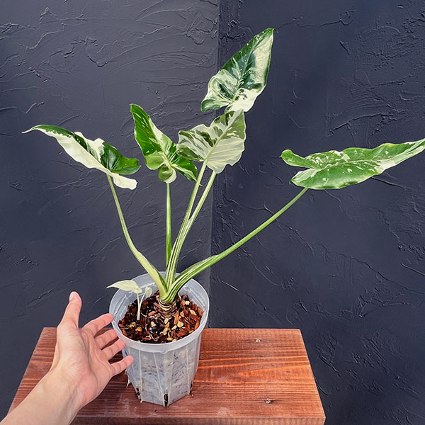 園芸ネット本店｜クワズイモ（斑入） 5号22-01 の通販【公式】