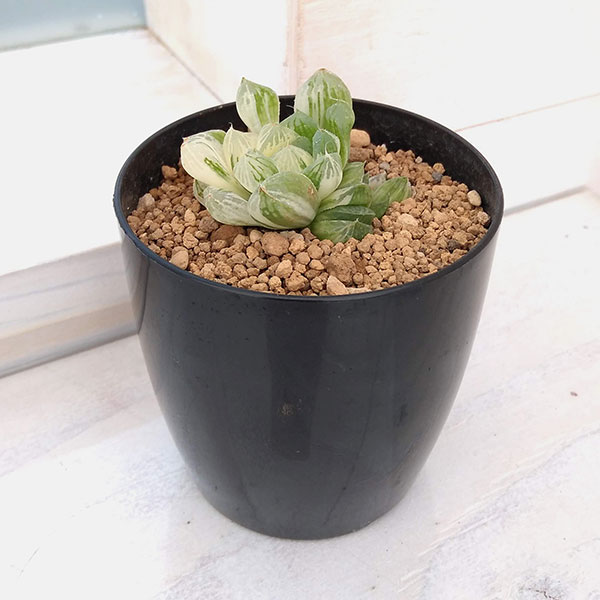 園芸ネット本店｜希少ハオルチア：オブツーサ錦（極上斑） 2.5号 の