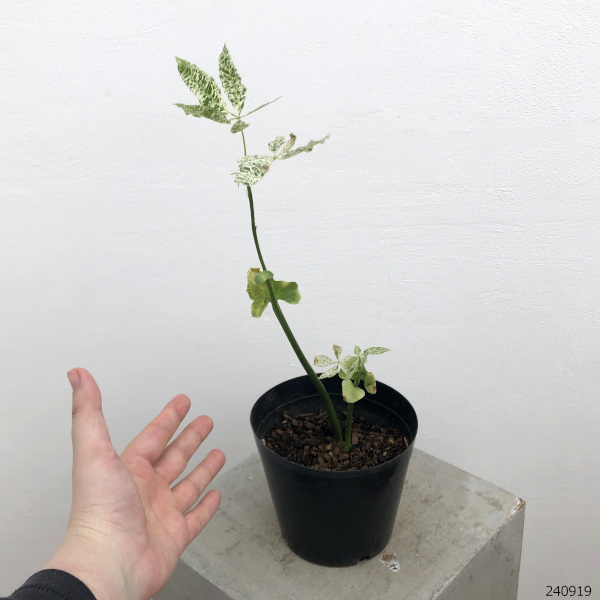 園芸ネット本店｜パキラ：ミルキーウェイ（実生株） 5号24-04 の通販