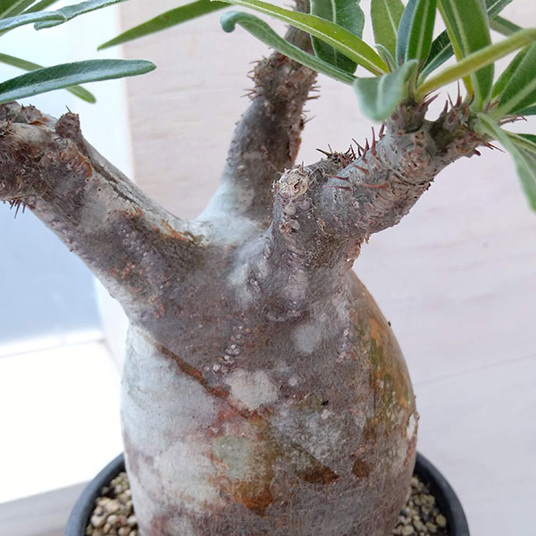 園芸ネット本店｜パキポディウム：グラキリス（発根済み・現地球） 3.5