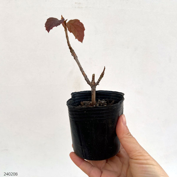 園芸ネット本店｜×カシワバアジサイ：スノーフレーク(八重）3-3.5号