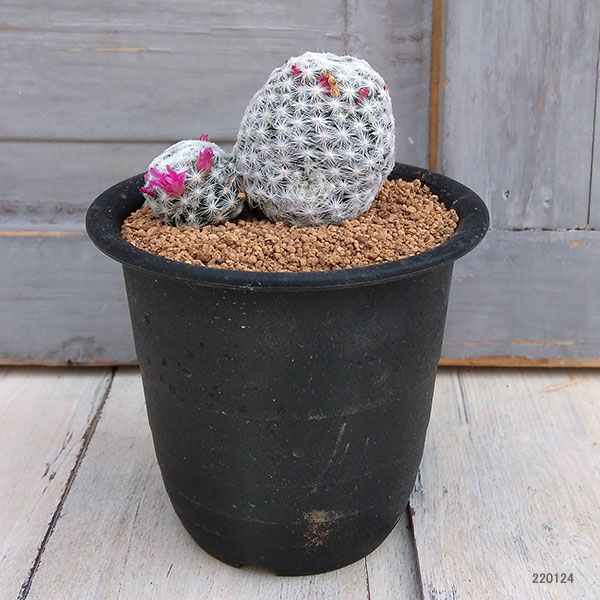 園芸ネット本店｜マミラリア：姫春星（ひめはるぼし）3号 の通販【公式】