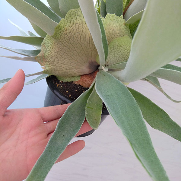 園芸ネット本店｜[ザ・ファームセレクト]ビカクシダ（コウモリラン