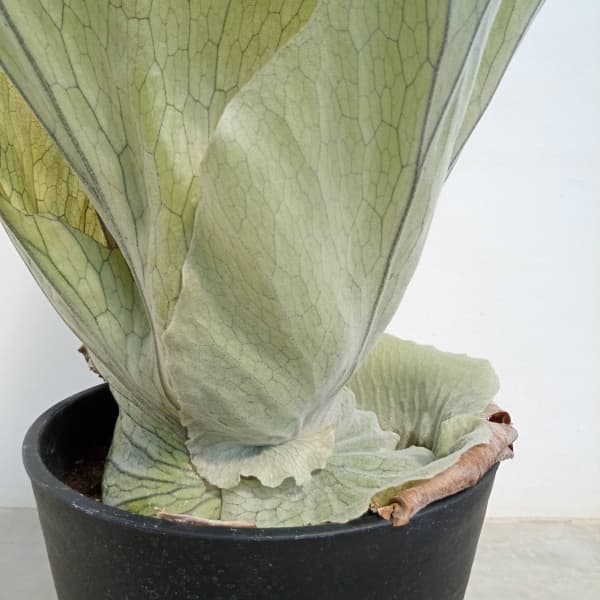 園芸ネット本店｜ビカクシダ（コウモリラン）：スパーバム 8号22-02 の