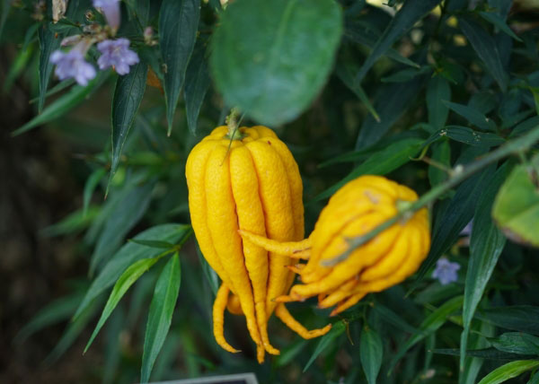 園芸ネット本店｜ブッシュカン（仏手柑）4号ポット の通販【公式】